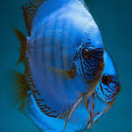 Cobalt Blue Discus