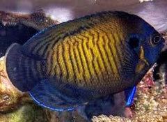 Blue Fin Angel - Medium