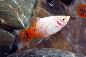 Redtail Dalmatian Platy