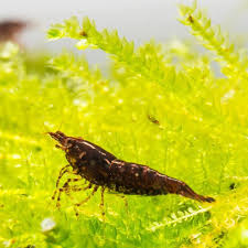 Chocolate Shrimp
