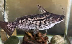 Cat Fish Wood