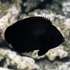 Midnight/Nox Angel - Medium