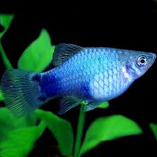 Neon Blue Wag Platy