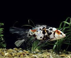 Calico Comet / Chubunkin