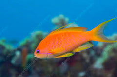 Lyretail Anthias Female - Medium