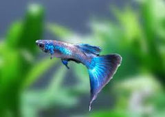 Blue Metallic Guppy Male
