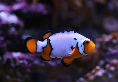 DaVinci Gladiator Clownfish Tank Raised - Medium