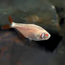 Buenos Aires Albino