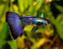 Guppy - Moscow Blue