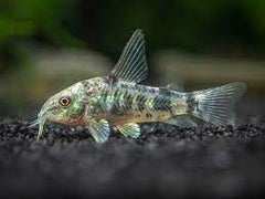 Paleatus Corydoras