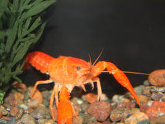 Bright Orange Lobster