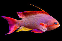 Lyretail Anthias Male Sri Lanka - Medium