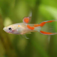 Guppy Calico Endler