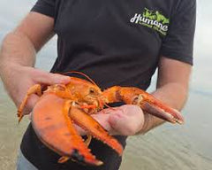 Bright Orange Lobster