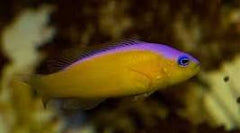 Dampiera Pseudochromis - Small