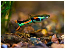 Endler's Livebearer Male