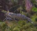 Blue Rock Shrimp