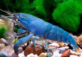 Blue Rock Shrimp