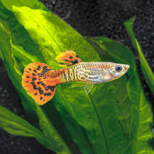 Red Cobra Delta Guppy Male