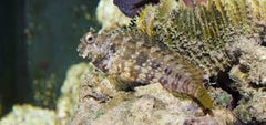 Lawn Mower Blenny - Small