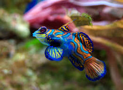 Green Mandarinfish - Medium