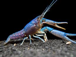 Blue Alleni Lobster