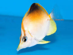 Atlantic Longnose Butterfly - Medium