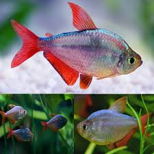 Red & Blue Colombian Tetra