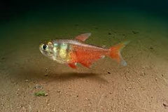 Orange Von Rio Tetra Florida