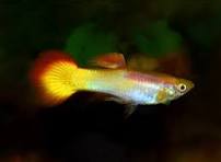 Guppy Female Sunset Blonde
