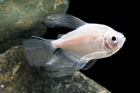White Skirt Tetra