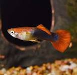 Red Tuxedo Guppy Male