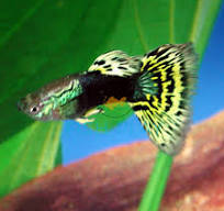 Yellow & Black Leopard Guppy Male
