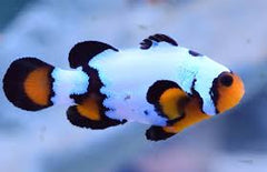 Ocellaris Clownfish Tank Raised - Medium