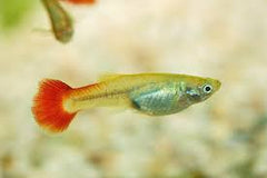 Guppy Female Spotted Red Tail