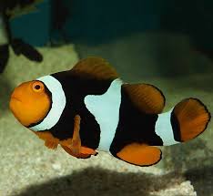 Onyx Percula Clownfish Tank Raised - Medium