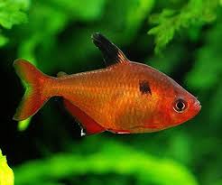 Coral Red Serpae Tetra