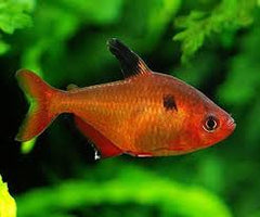Coral Red Serpae Tetra
