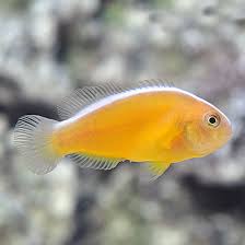 Orange Skunk Clownfish Tank Raised - Small