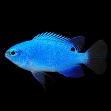Blue Damsel Bali - Medium
