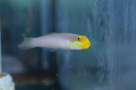 Gold Head Sleeper Goby - Medium