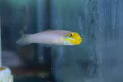 Gold Head Sleeper Goby - Medium