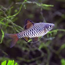 Checkerboard Barb