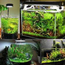 Planted Community Fish Pack