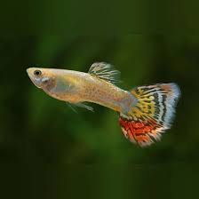 Guppy Female Pineapple Cobra