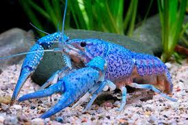 Electric Blue Crawfish