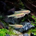 Gold Pristella Tetra