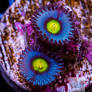 AOI Zoanthid Polyp - Frag