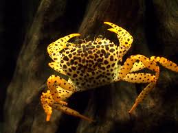 Panther Crab