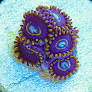 Blue Hornet Zoanthid Polyp - Frag